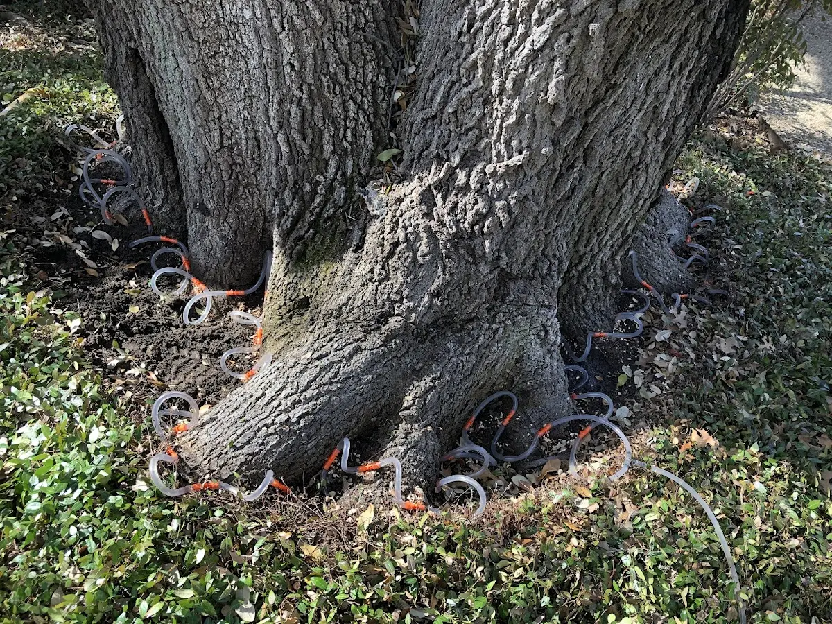 Detailed Shrub and Hedge Trimming job site in Lake Fork