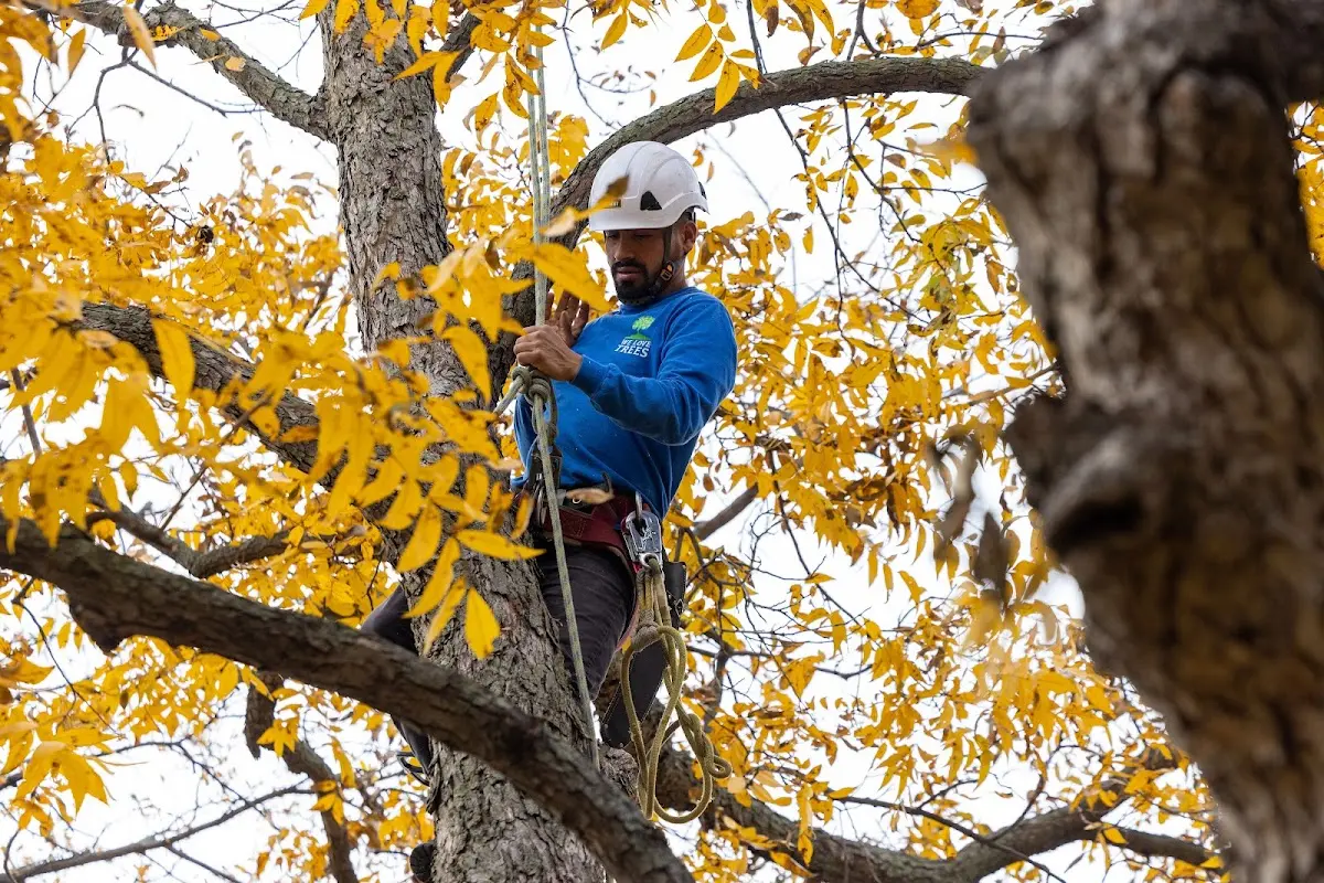 Skilled Storm Damage Cleanup crew working in Lake Fork